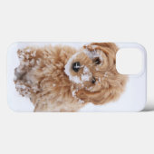 Goldendoodle Welpe mit Schnee im Gesicht Case-Mate iPhone Hülle (Rückseite (Horizontal))