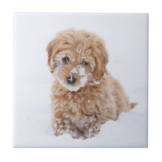 Goldendoodle Welpe mit Schnee im Gesicht Fliese (Vorderseite)