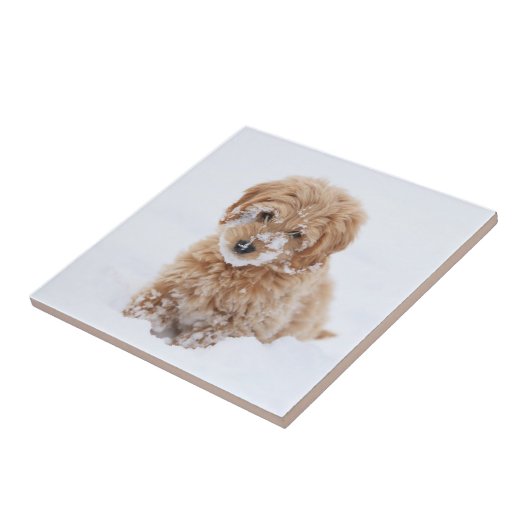Goldendoodle Welpe mit Schnee im Gesicht Fliese (Seite)