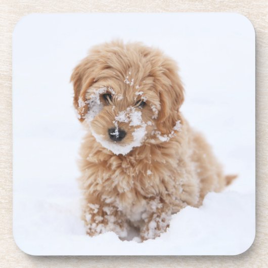 Goldendoodle-Welpe mit Schnee im Gesicht Getränkeuntersetzer (Vorderseite)