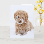 Goldendoodle Welpe mit Schnee im Gesicht Karte (Gelbe Blume)