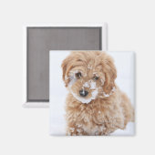 Goldendoodle-Welpe mit Schnee im Gesicht Magnet (Vorderseite/Rückseite)