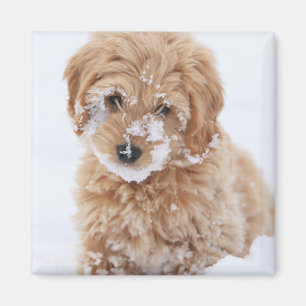 Goldendoodle-Welpe mit Schnee im Gesicht Magnet