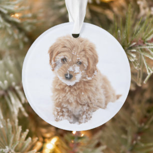 Goldendoodle Welpe mit Schnee im Gesicht Ornament