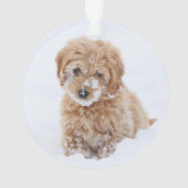 Goldendoodle Welpe mit Schnee im Gesicht Ornament (Rückseite)