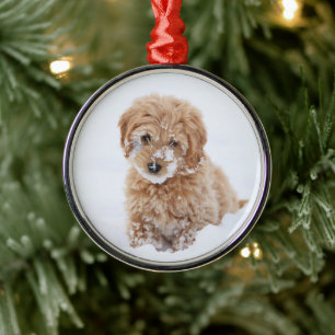Goldendoodle Welpe mit Schnee im Gesicht Ornament Aus Metall