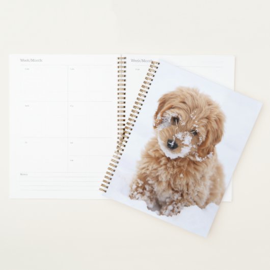 Goldendoodle-Welpe mit Schnee im Gesicht Planer (Anzeige)