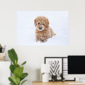 Goldendoodle-Welpe mit Schnee im Gesicht Poster (Heimbüro)