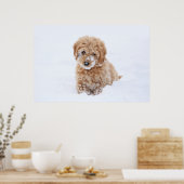 Goldendoodle-Welpe mit Schnee im Gesicht Poster (Küche)