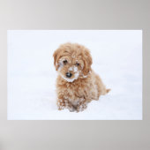 Goldendoodle-Welpe mit Schnee im Gesicht Poster (Vorne)