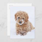 Goldendoodle-Welpe mit Schnee im Gesicht Postkarte (Vorne/Hinten)