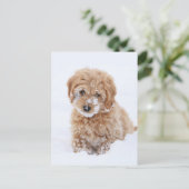 Goldendoodle-Welpe mit Schnee im Gesicht Postkarte (Stehend Vorderseite)