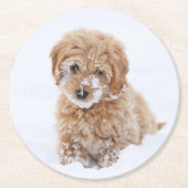 Goldendoodle Welpe mit Schnee im Gesicht Runder Pappuntersetzer (Vorderseite)