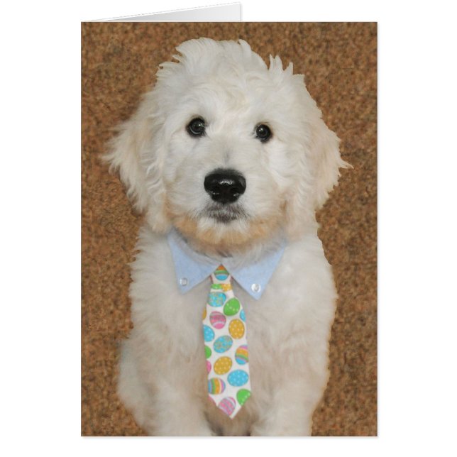 Goldendoodle Welpe Ostern-Karte (Vorne)