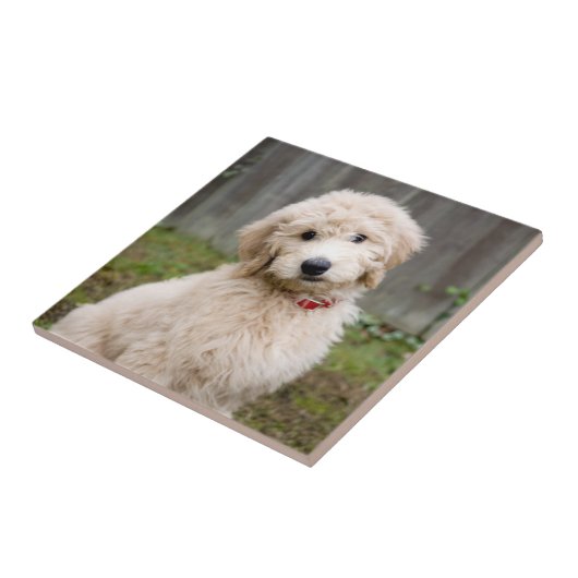 Goldendoodle Welpen im Gras Fliese (Seite)