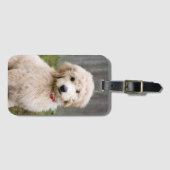 Goldendoodle Welpen im Gras Gepäckanhänger (Vorderseite (Horizontal))