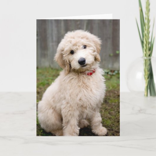 Goldendoodle Welpen im Gras Karte (Vorderseite)