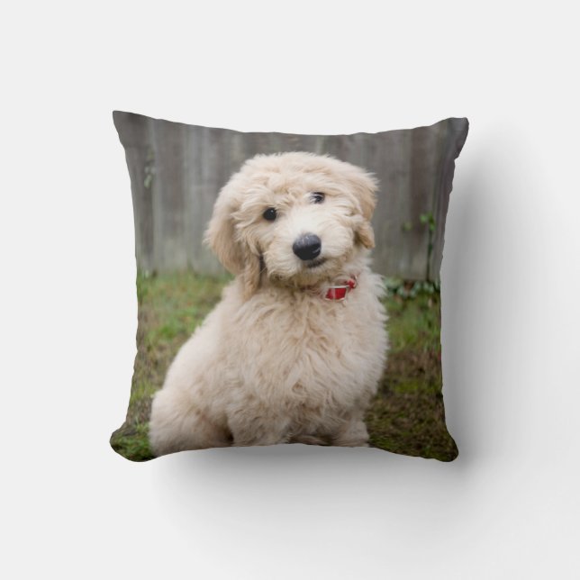 Goldendoodle Welpen im Gras Kissen (Vorderseite)
