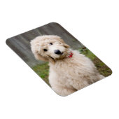 Goldendoodle Welpen im Gras Magnet (Rechte Seite)