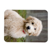 Goldendoodle Welpen im Gras Magnet (Horizontal)