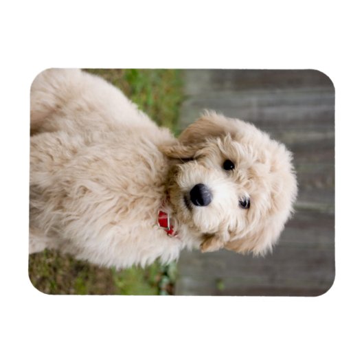 Goldendoodle Welpen im Gras Magnet (Horizontal)