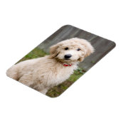 Goldendoodle Welpen im Gras Magnet (Linke Seite)