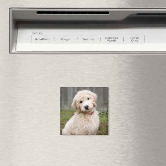 Goldendoodle Welpen im Gras Magnet (In Situ (Geschirrspüler))