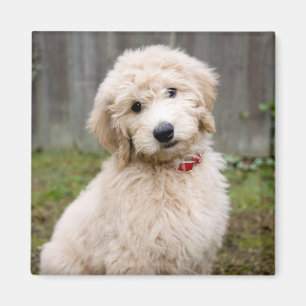 Goldendoodle Welpen im Gras Magnet