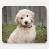 Goldendoodle Welpen im Gras Mousepad (Vorne)