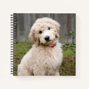 Goldendoodle-Welpen im Gras Notizblock