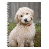 Goldendoodle-Welpen im Gras Notizblock (Vorderseite)