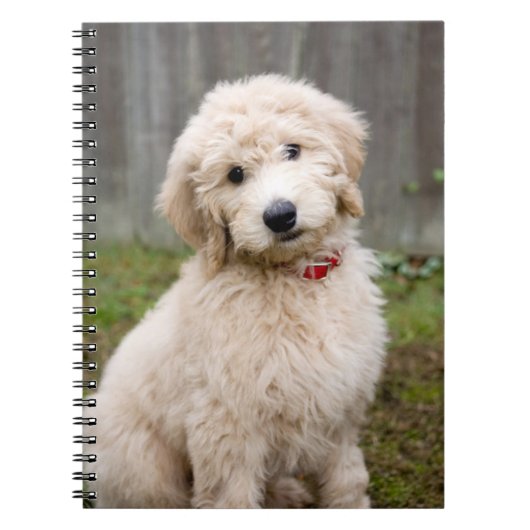 Goldendoodle-Welpen im Gras Notizblock (Vorderseite)