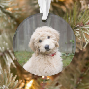 Goldendoodle Welpen im Gras Ornament