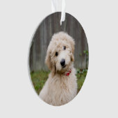 Goldendoodle Welpen im Gras Ornament (Vorderseite)