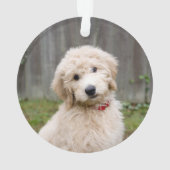 Goldendoodle Welpen im Gras Ornament (Rückseite)