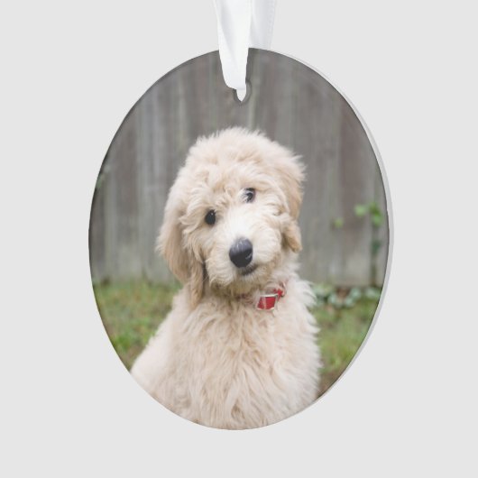 Goldendoodle Welpen im Gras Ornament (Vorderseite)
