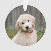 Goldendoodle Welpen im Gras Ornament (Vorderseite)