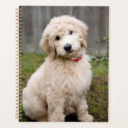 Goldendoodle-Welpen im Gras Planer (Vorderseite)