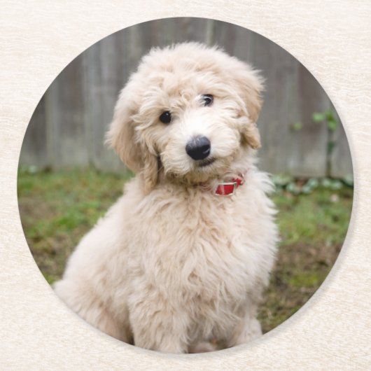 Goldendoodle Welpen im Gras Runder Pappuntersetzer (Vorderseite)