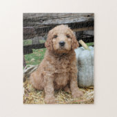 Goldendoodle Welpen-Puzzle Puzzle (Vertikal)