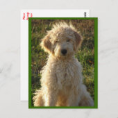 Goldendoodle Welpenhund Blank Gruß Postkarte (Vorne/Hinten)