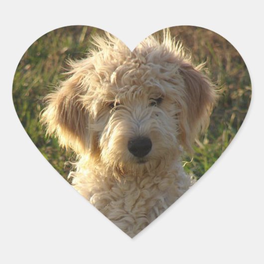 Goldendoodle Welpenhund Grußaufkleber / Etikett Herz-Aufkleber (Vorderseite)