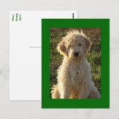 Goldendoodle Welpenhund leere grüne Postkarte (Vorne/Hinten)