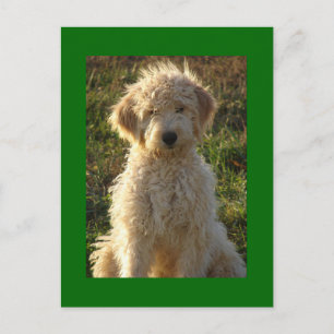 Goldendoodle Welpenhund leere grüne Postkarte