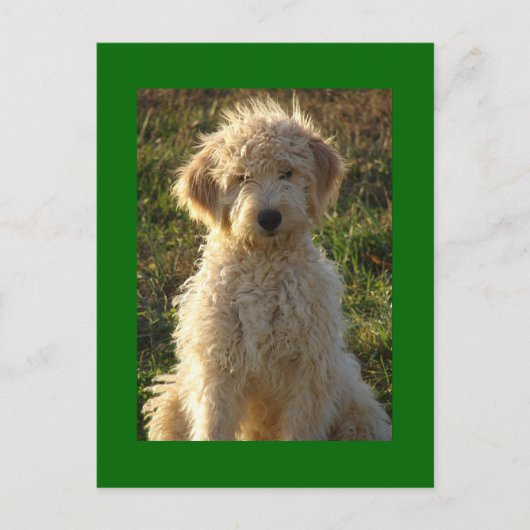 Goldendoodle Welpenhund leere grüne Postkarte (Vorderseite)