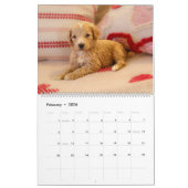 Goldendoodle Welpenkalender Kalender (Feb 2026)
