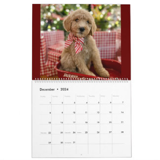 Goldendoodle Welpenkalender Kalender