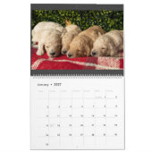 Goldendoodle Welpenkalender Kalender (Jan 2027)