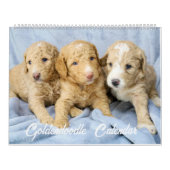 Goldendoodle Welpenkalender Kalender (Titelbild)