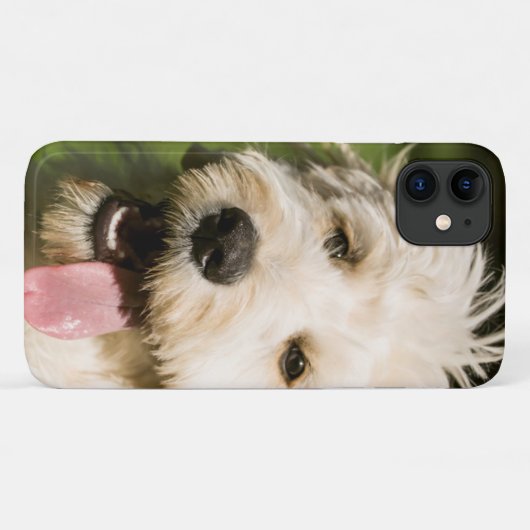 Goldendoodle Welpenpaneel Case-Mate iPhone Hülle (Rückseite (Horizontal))